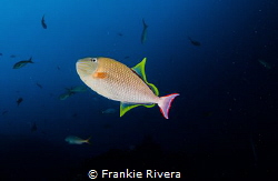 In my way back to the surface, this beautiful Redtail Tri... by Frankie Rivera 